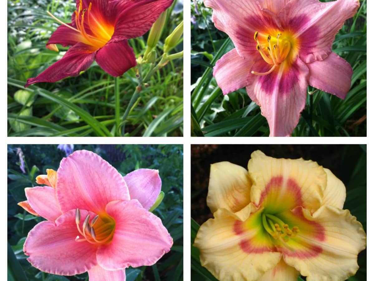 Growing Daylilies For A Low Maintenance Garden Dengarden