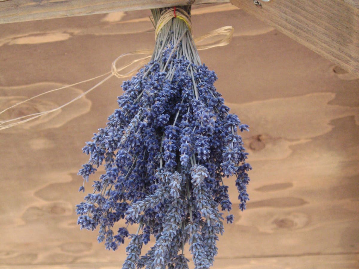 How to Dry Lavender • Schisandra & Bergamot