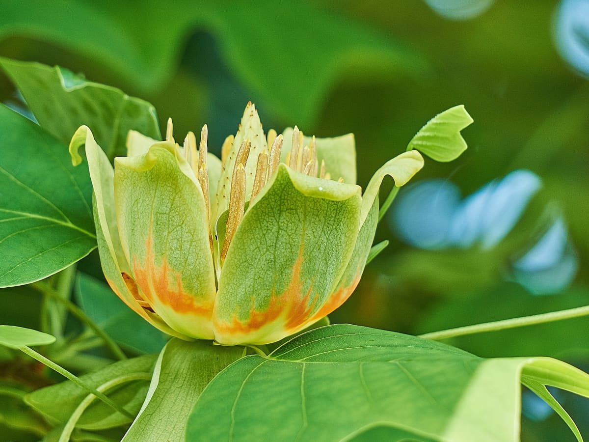 How to Care for Tulip Trees   Dengarden