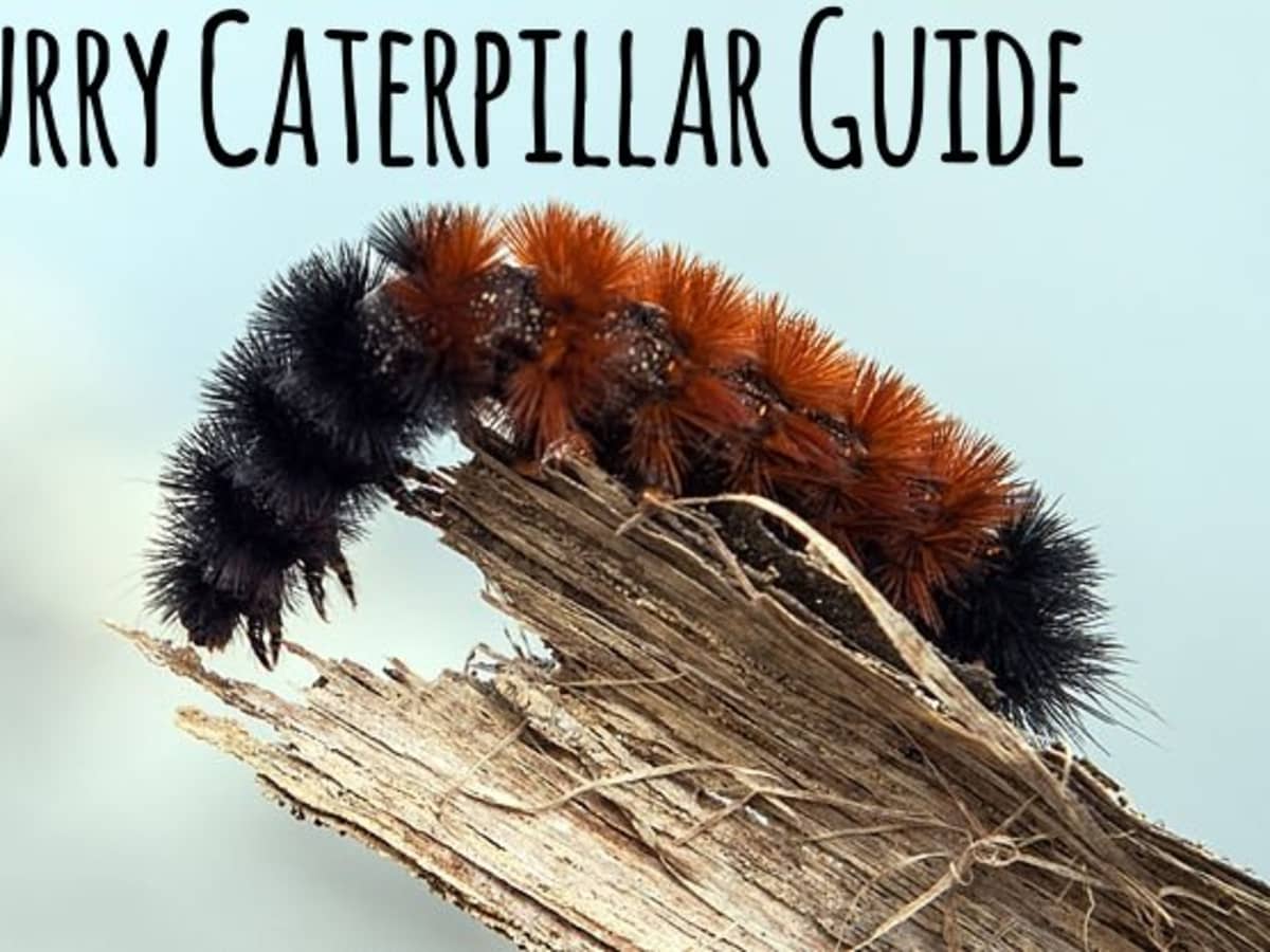 Furry Caterpillars An Identification Guide Owlcation - roblox caterpillar