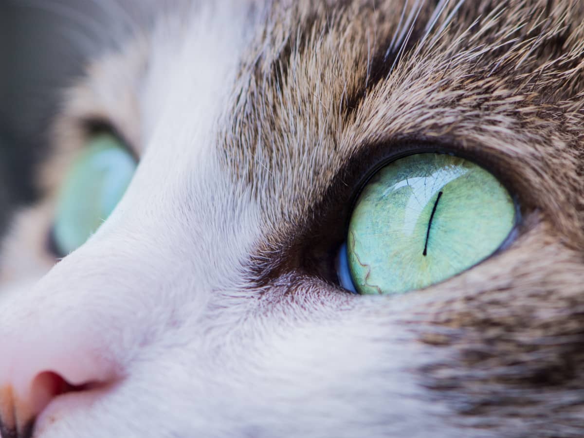 home remedies for a cats eye infection