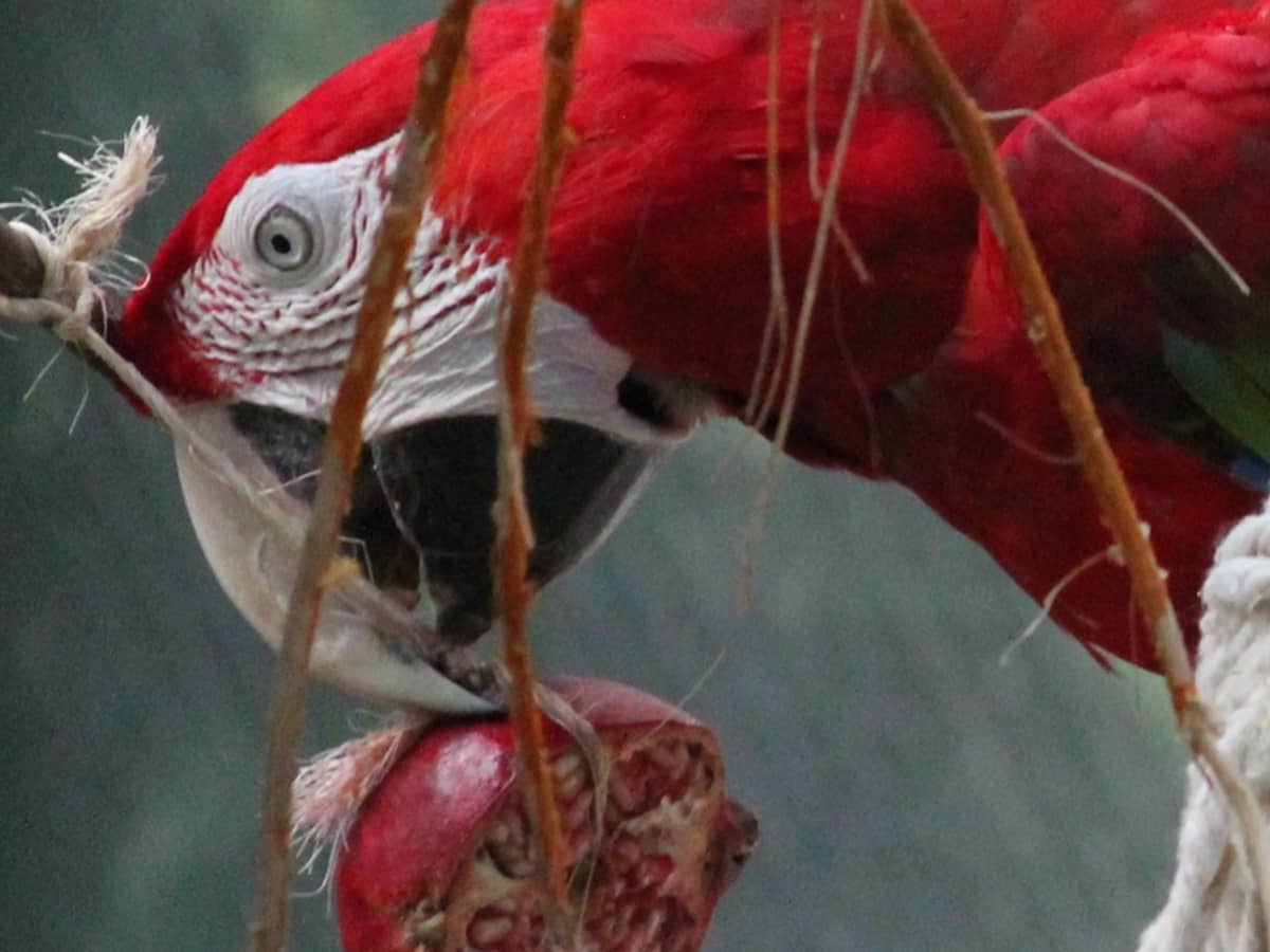 do parrots eat fruit