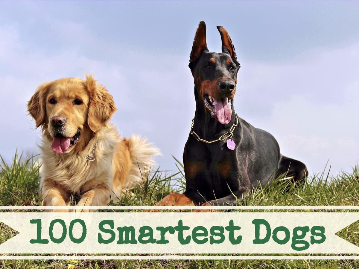 Tablet Specialitet Gæsterne A List of the 100 Smartest Dog Breeds - PetHelpful