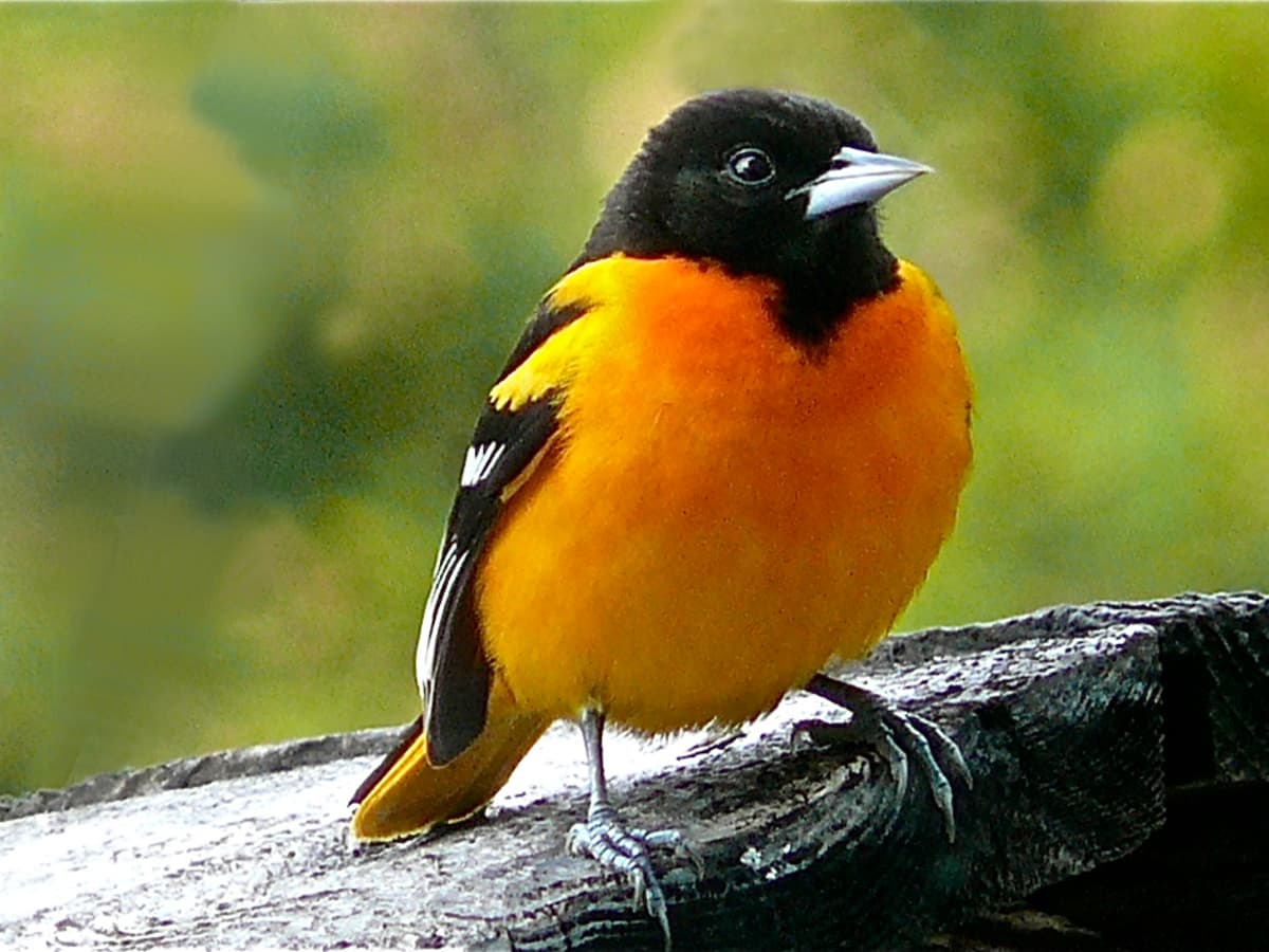 Orioles of Illinois: They build hanging pouch nests, visit backyard feeders  and add color to springtime