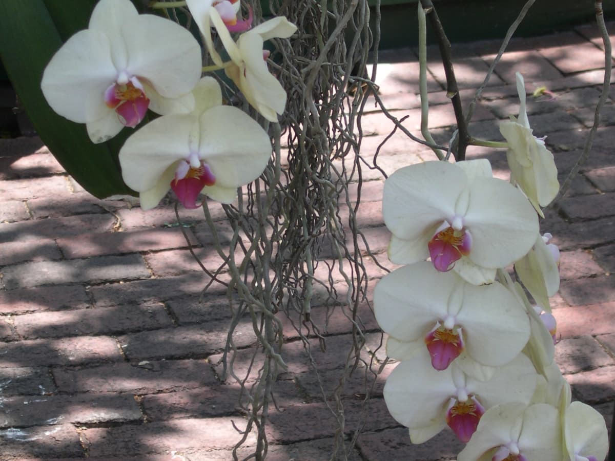 How to Effortlessly Attach Orchids to Palm Trees