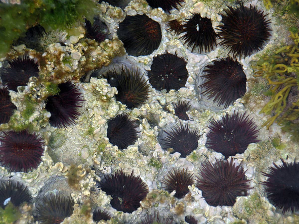 sea urchin spines