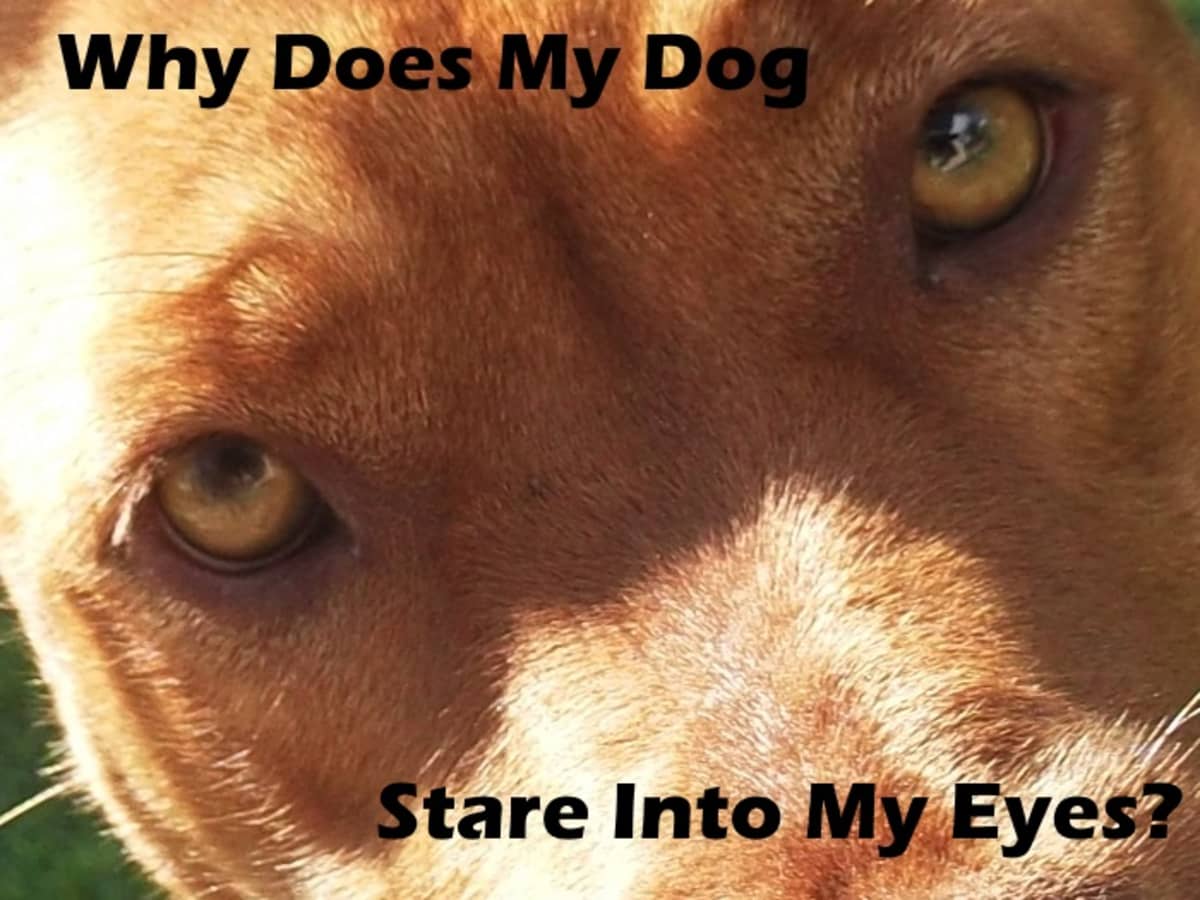 Why Does My Dog Stare And Look Into My Eyes Pethelpful