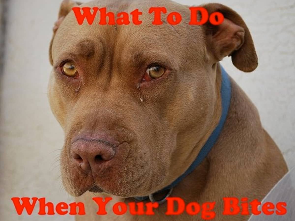 What to Do When Your Dog Bites Someone - PetHelpful