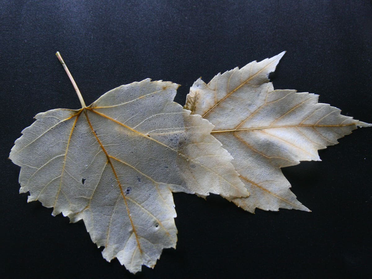 painting on skeleton leaves