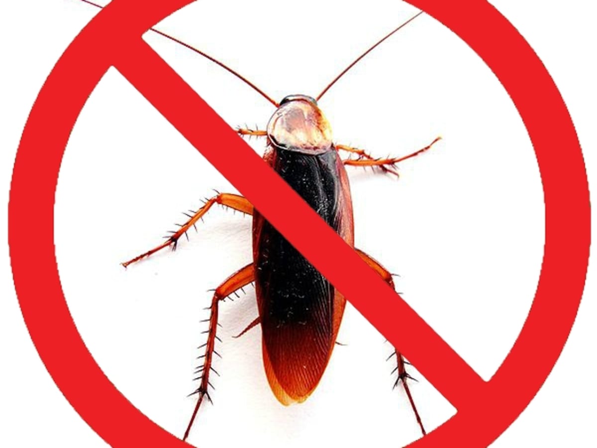 get rid of roaches using home methods