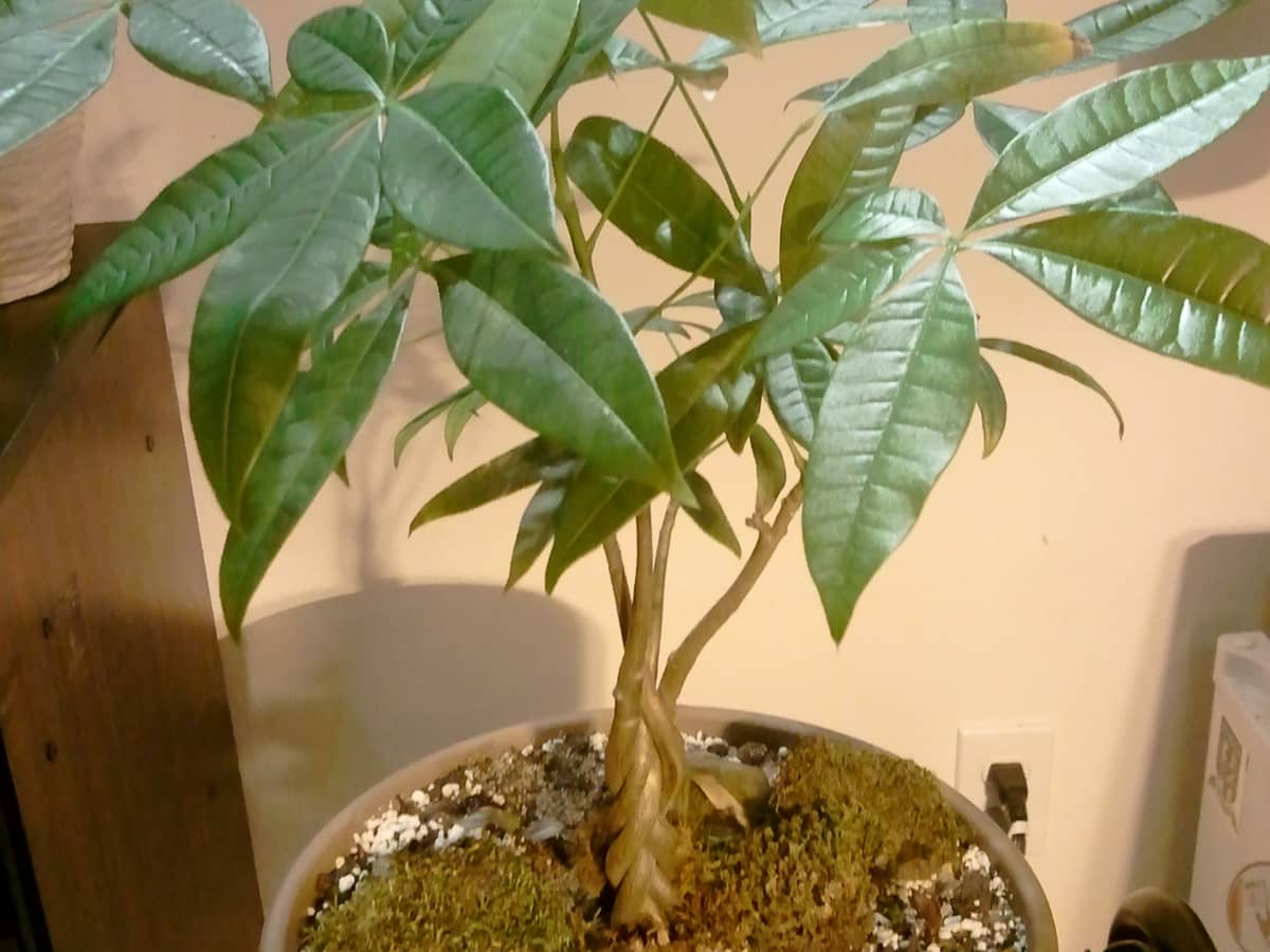 How to Care for Money Trees - Dengarden
