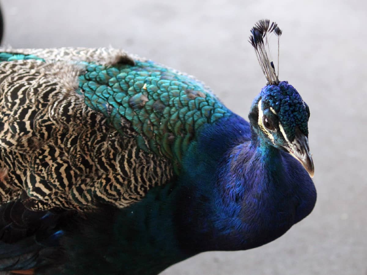 Pet peacock (not peahen) reunited with its owner thanks to tip to  Naperville Animal Control