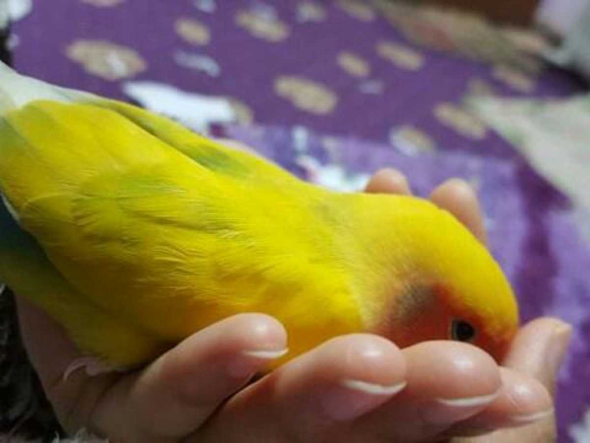 My Lovebird Lost His Mate Pethelpful