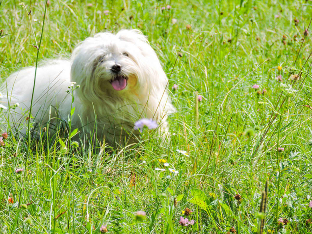 are green walnut husks bad for dogs