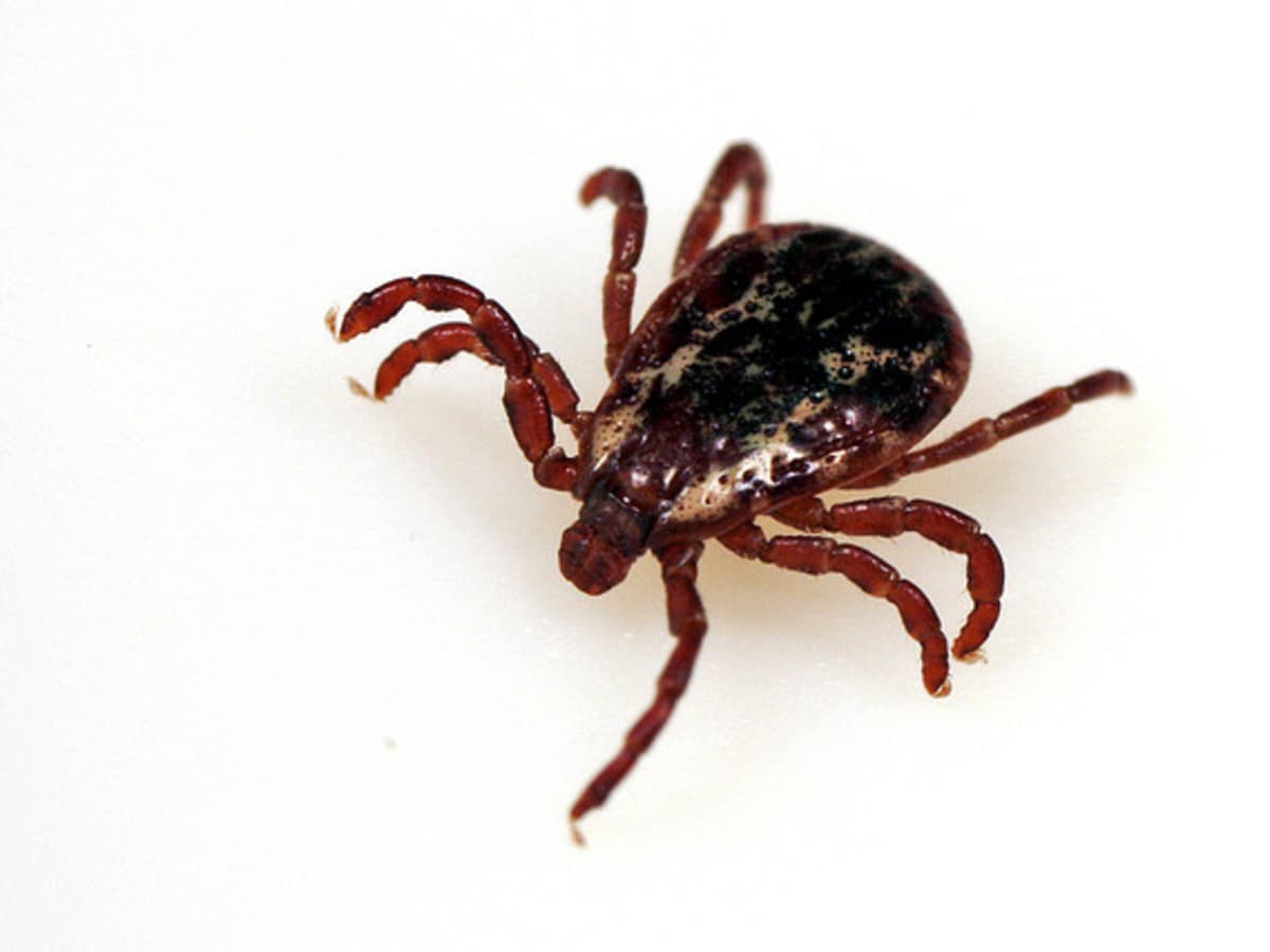 what is best tick prevention for dogs