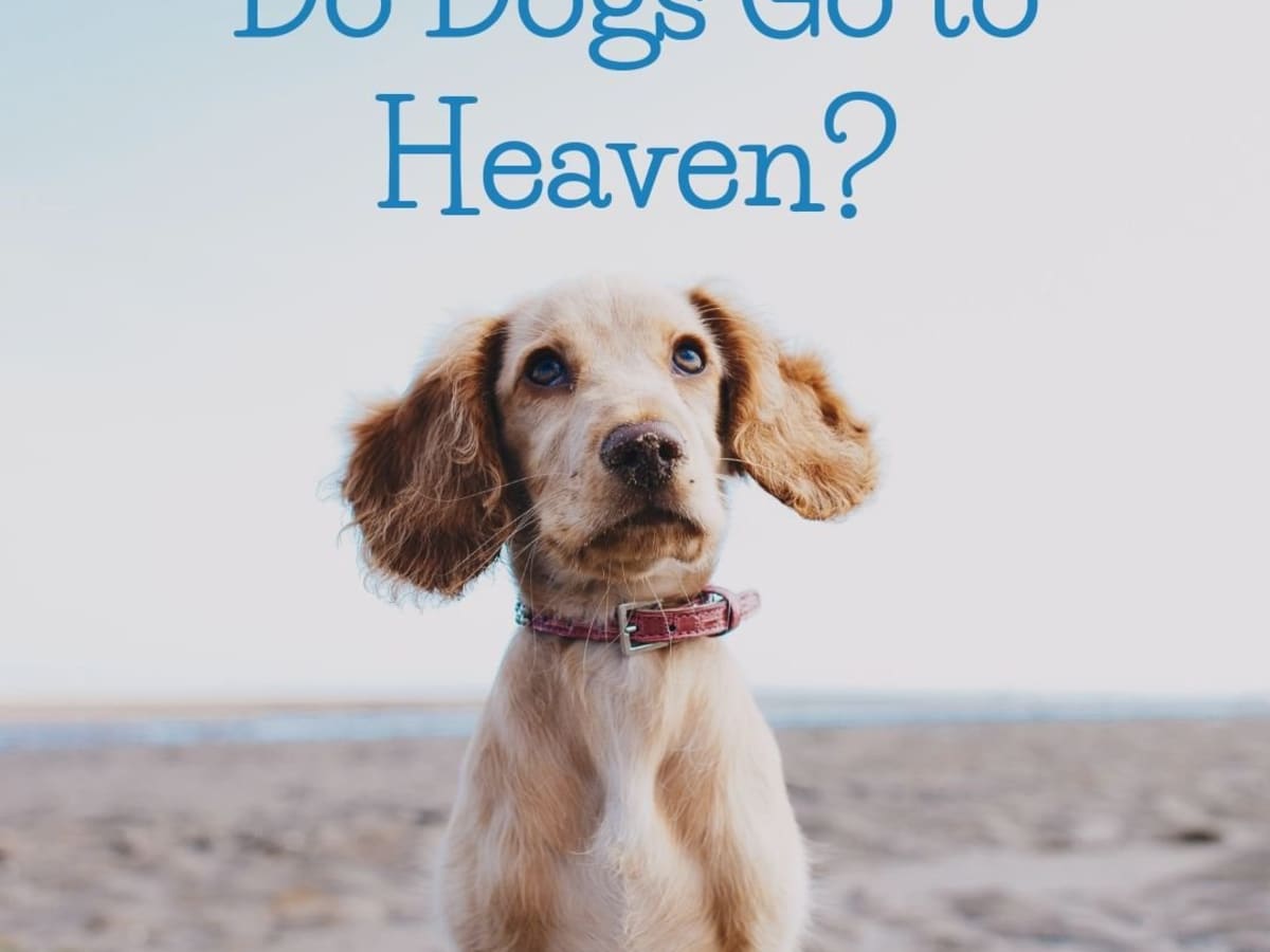do dogs go to heaven randy alcorn