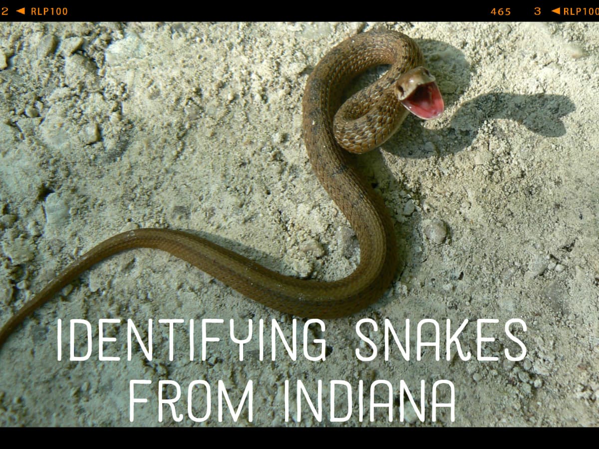 How To Identify The Snakes Of Indiana Owlcation