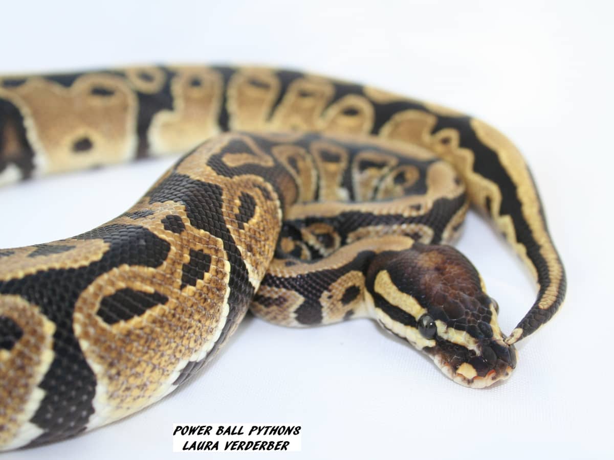Food For Ball Python Why Ball Pythons Make Great Pets - PetHelpful
