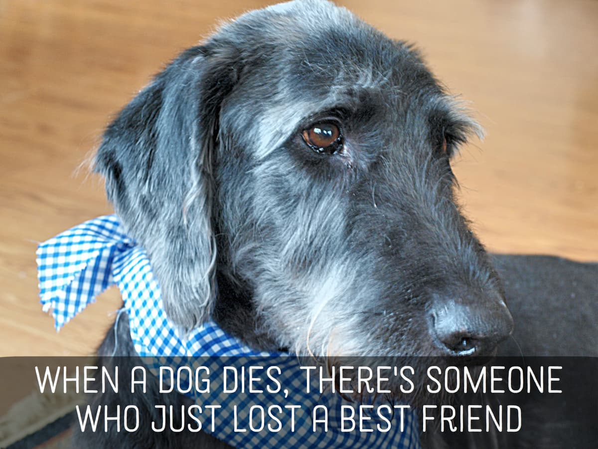 Dog Speak Until One Has Loved An Animal Pet Sympathy Card