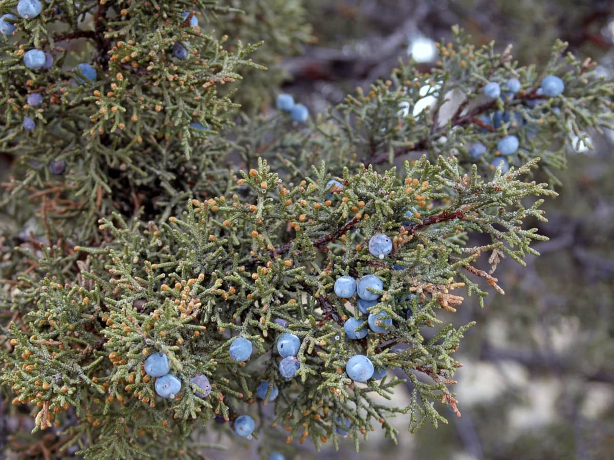 juniper berries uses