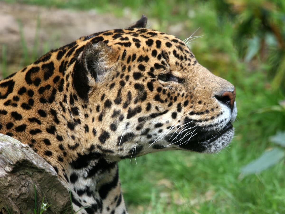 Endangered Wild Cats of the Rainforest - Owlcation
