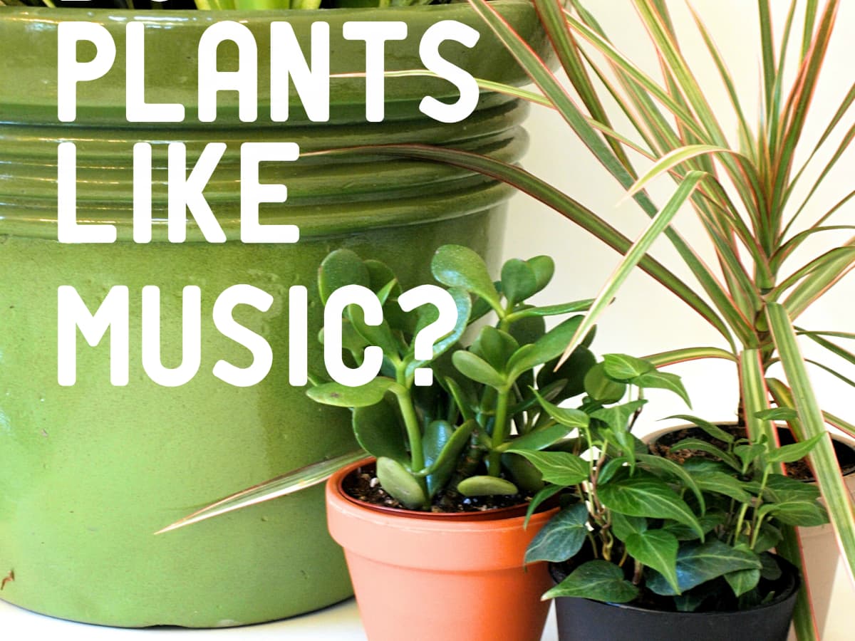 The Effect of Music on Plant Growth   Dengarden