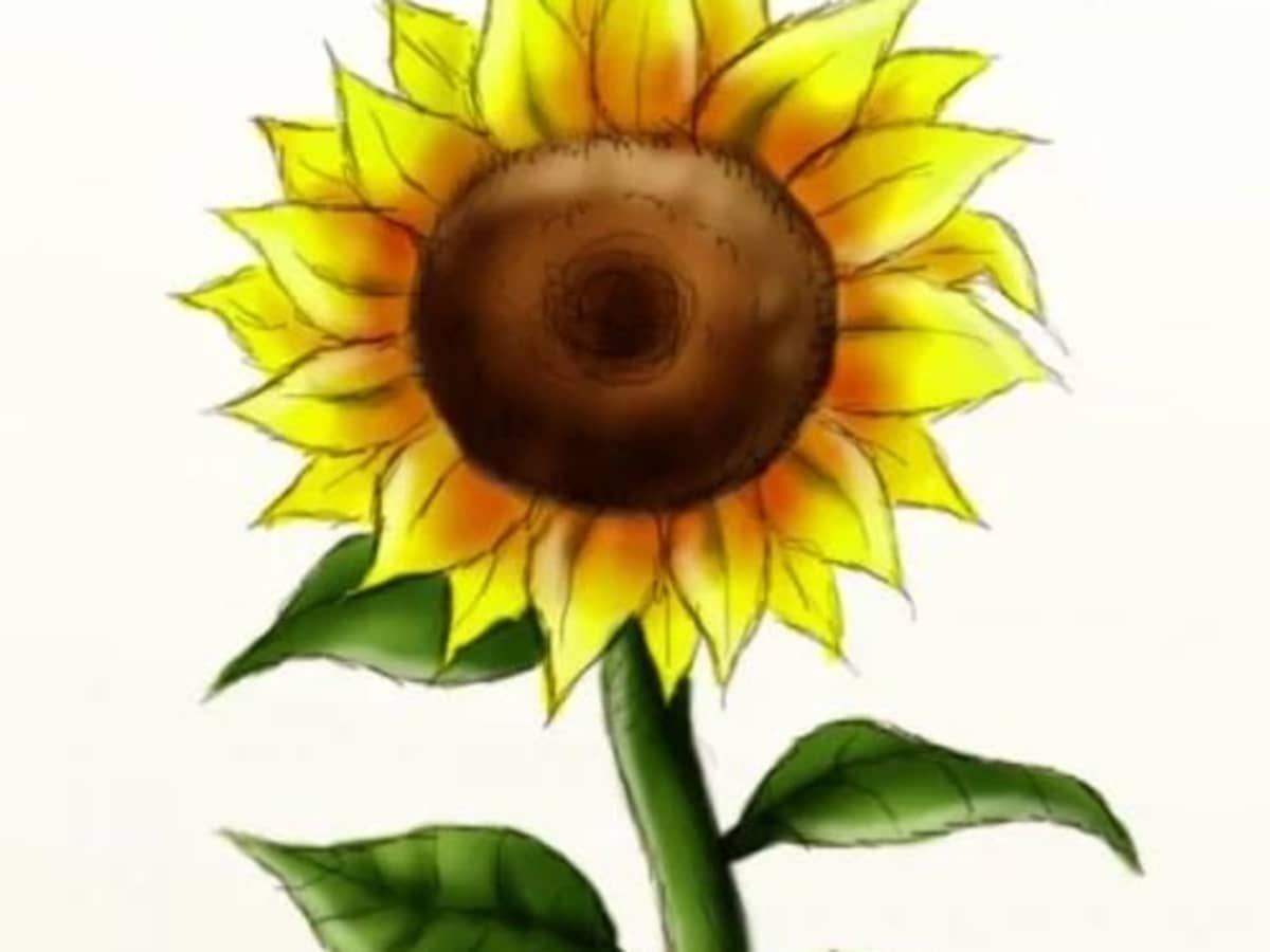 The Little Matters - Beginner Sunflower Easy Drawing, HD Png Download ,  Transparent Png Image - PNGitem