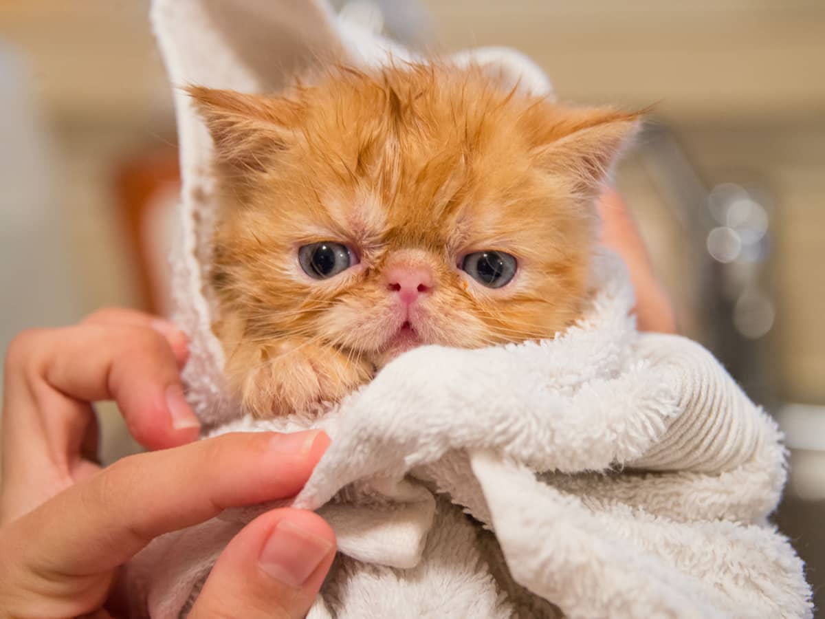 Can I Use Baby Bar Soap To Bathe My Cat