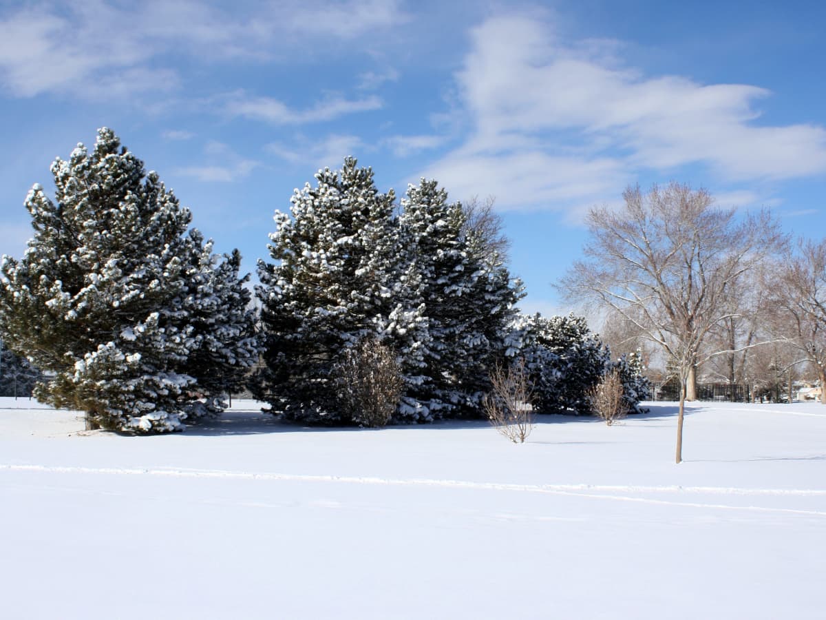 How to Protect New Trees in Winter - Dengarden