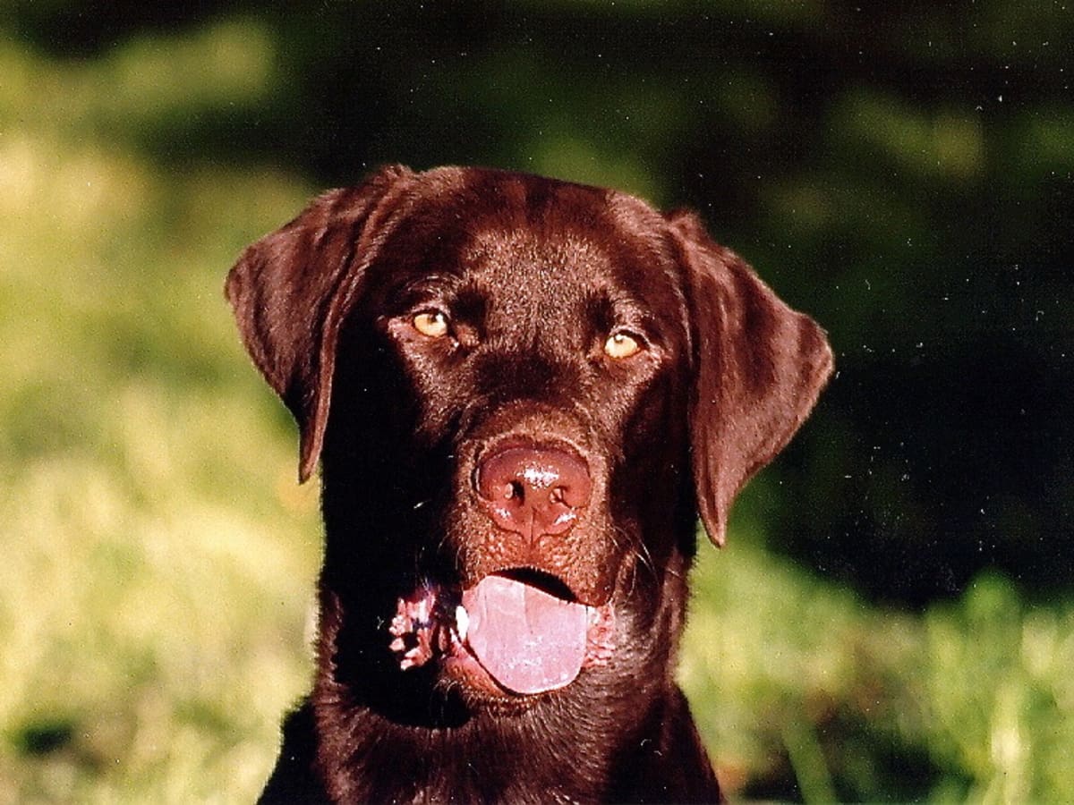 https://images.saymedia-content.com/.image/ar_4:3%2Cc_fill%2Ccs_srgb%2Cfl_progressive%2Cq_auto:eco%2Cw_1200/MTc0MjMxODE2ODUyMDg4MzE2/my-labrador-retrievers-black-yellow-and-chocolate.jpg