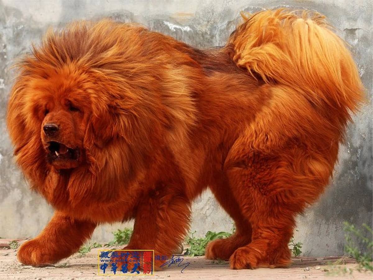 Forbyde Avenue fedt nok The 5 Most Expensive Dog Breeds - PetHelpful