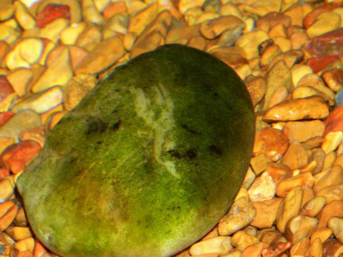 Aquarium Algae Control How To Get Rid Of Algae In A Fish Tank Naturally Pethelpful