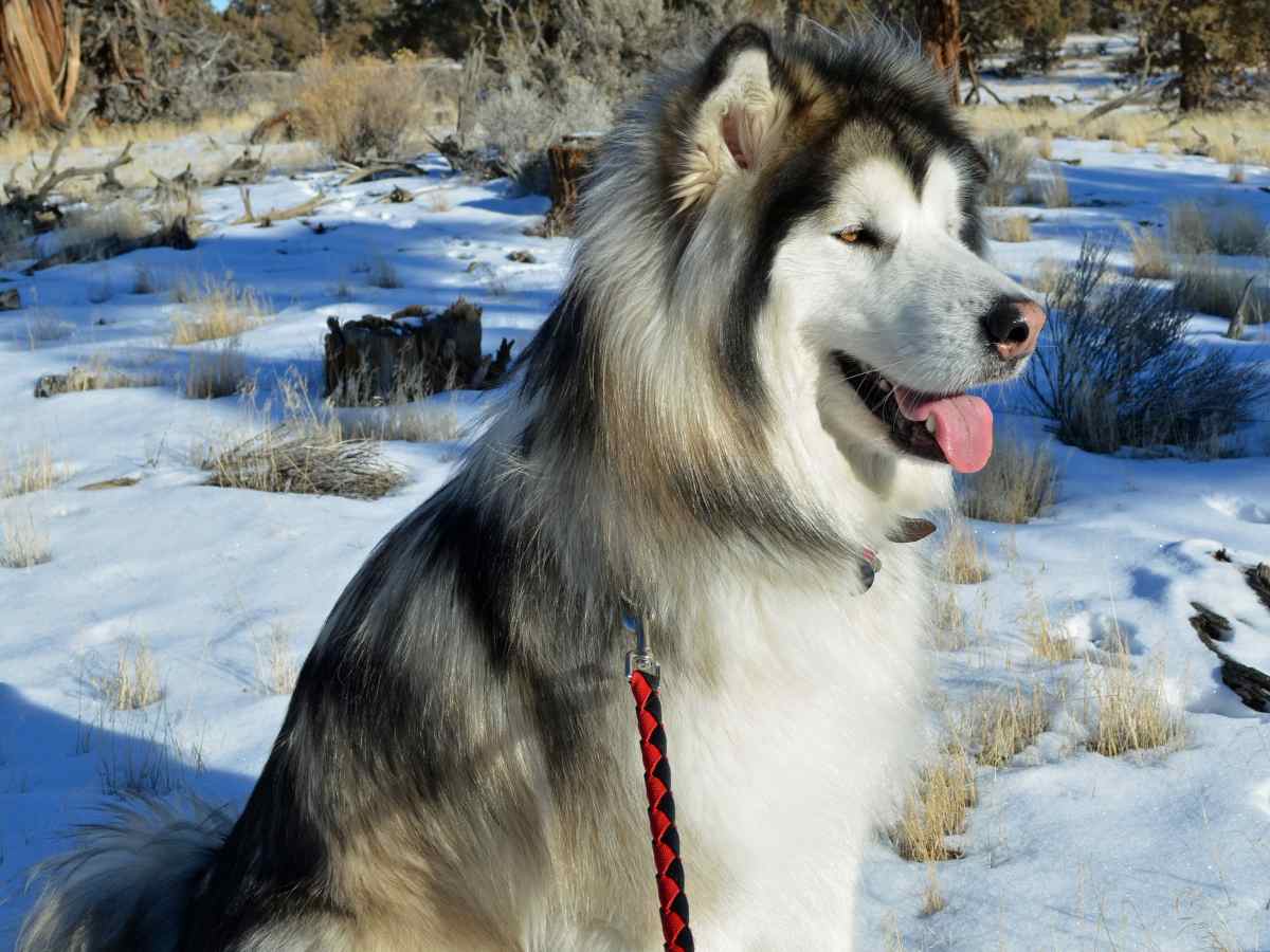best no pull harness for malamute