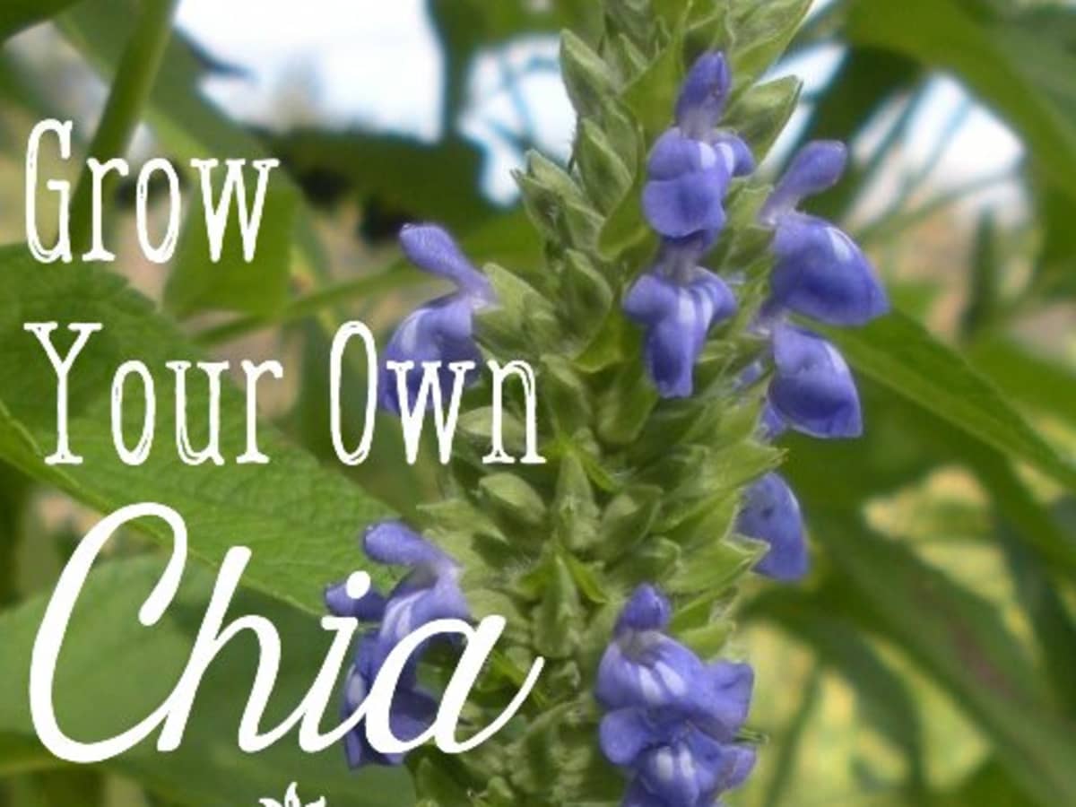 How Grow and Harvest Organic Chia Dengarden