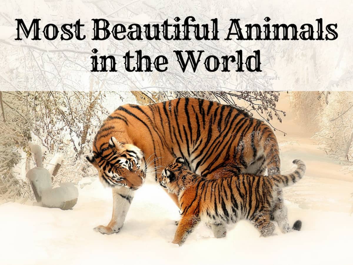 The 10 Most Beautiful Animals in the - Owlcation