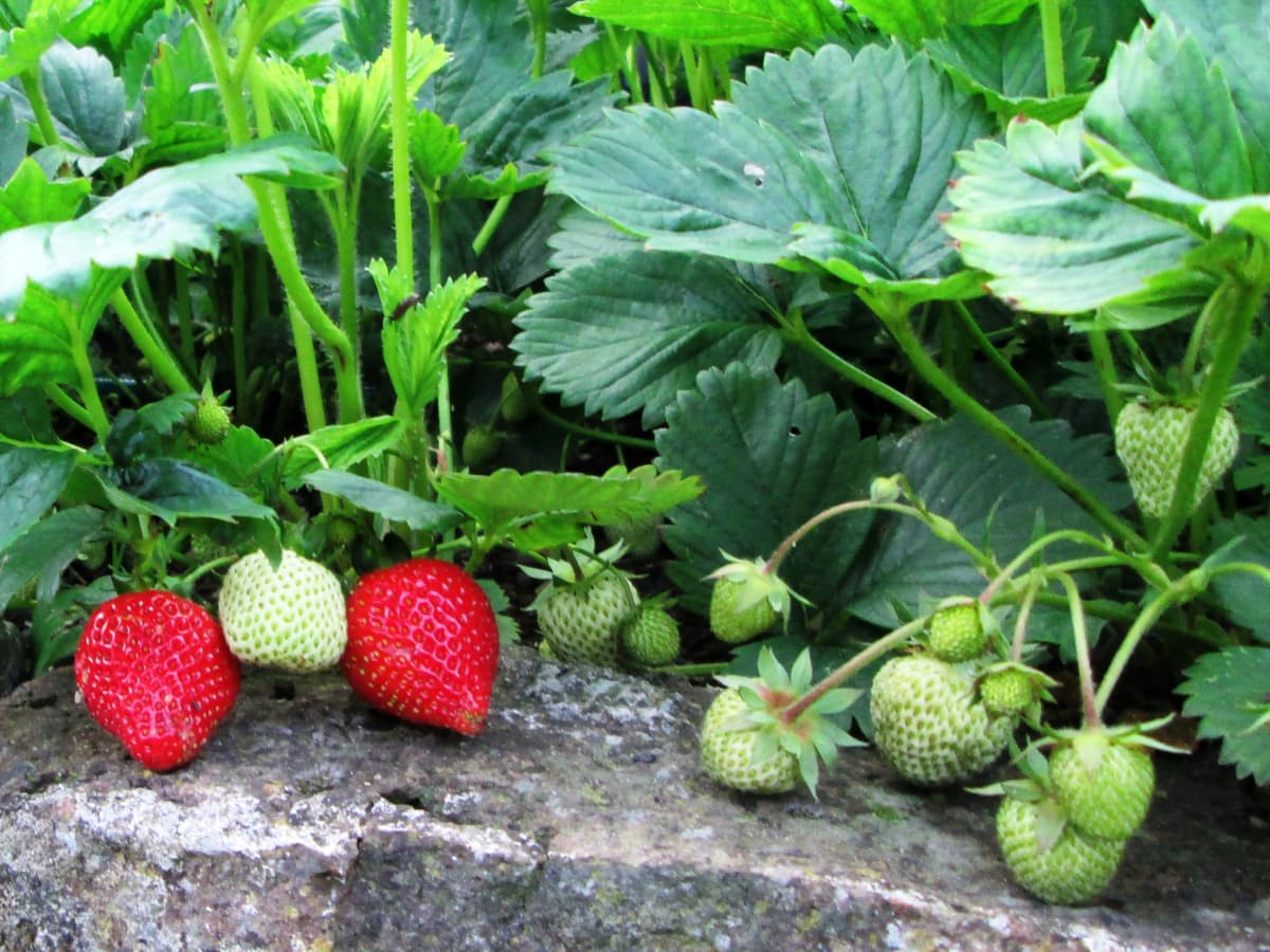 How to Plant and Grow Strawberries - Harvest to Table