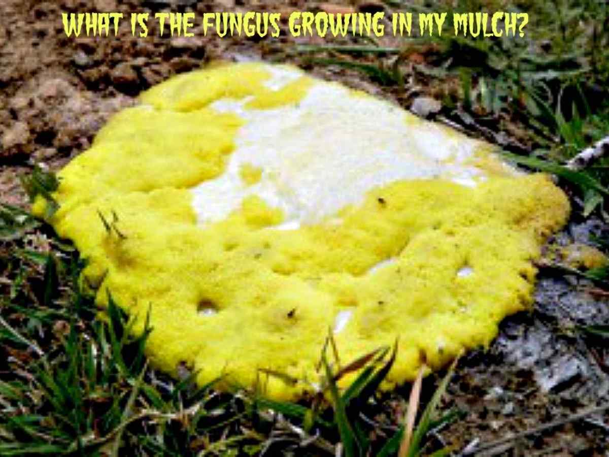 Download What Is That Orange Fungus Growing In My Mulch Dengarden