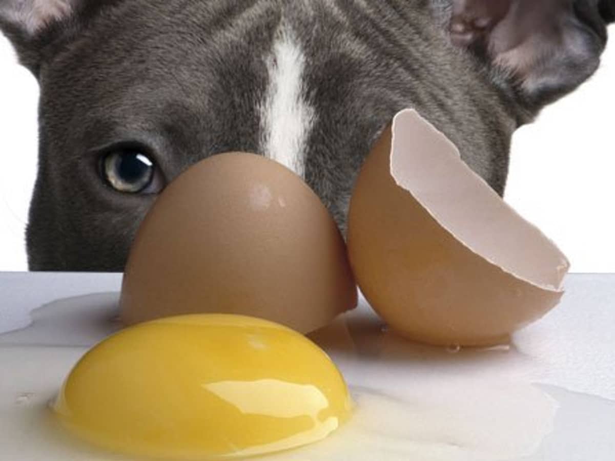 Is It Safe to Feed Dogs Raw Eggs? - PetHelpful