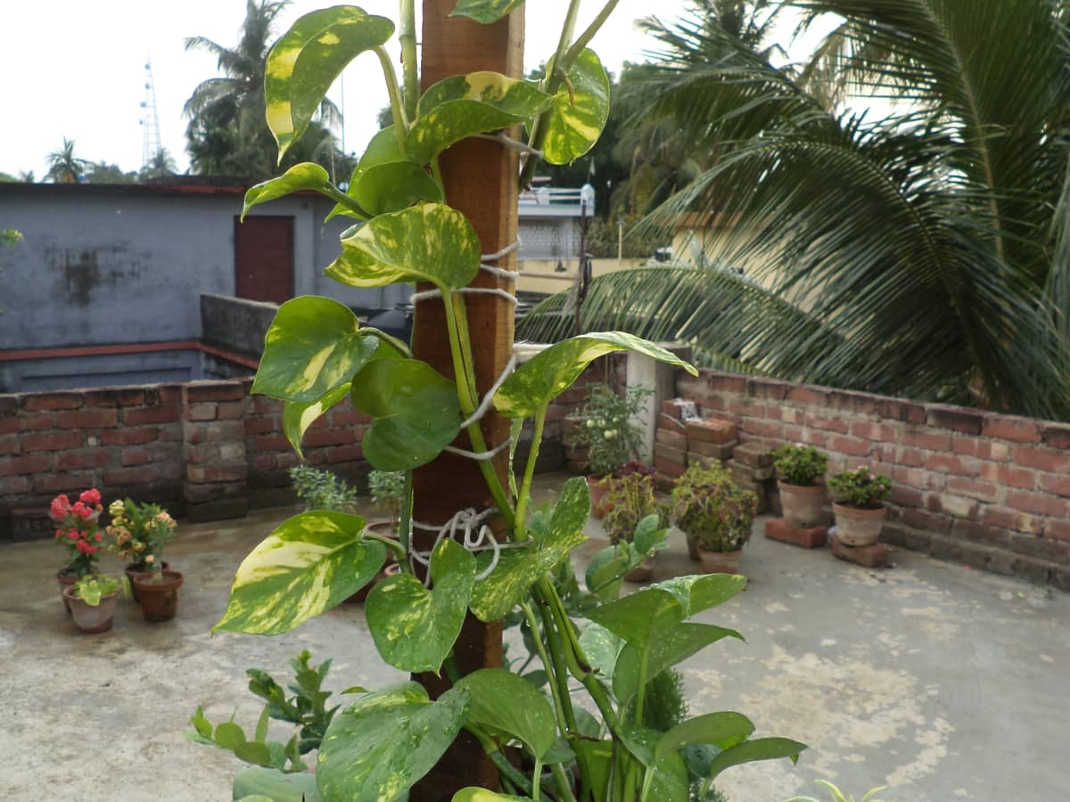 How To Grow Pothos Money Plant In A Decorative Way Dengarden - Money Plant Climbing Ideas