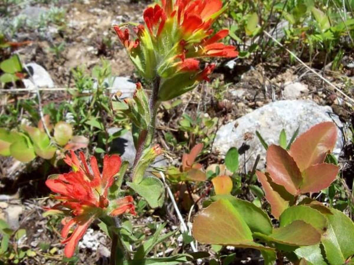 paintbrush flower