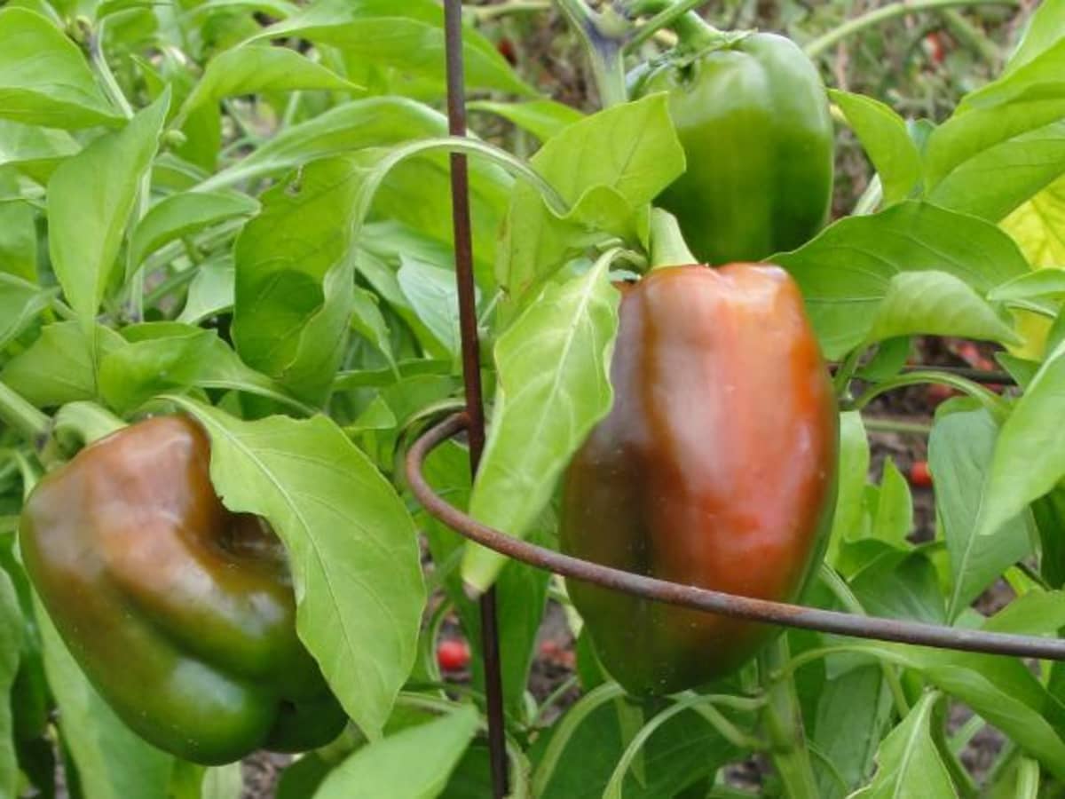 How to Get Green Pepper Turn Red - Dengarden