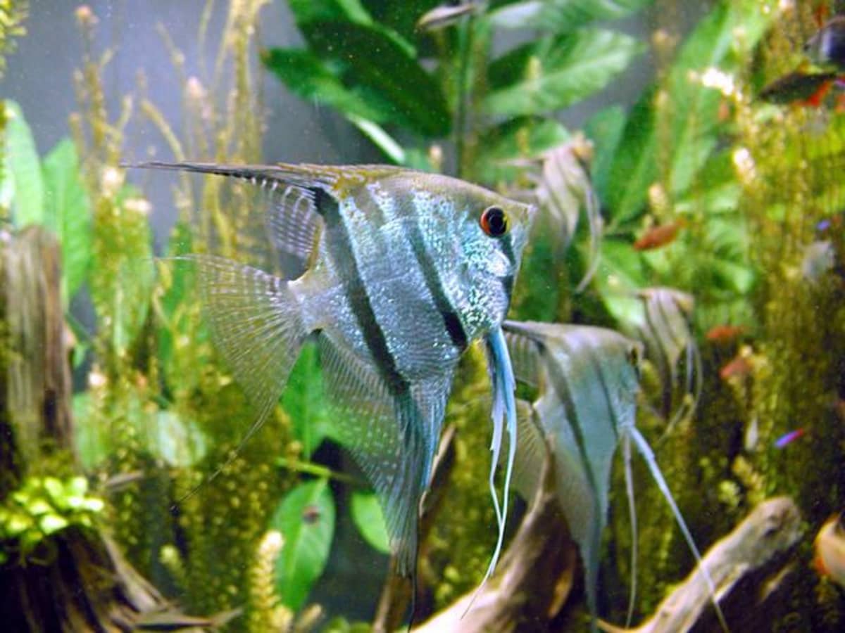17 Best Freshwater Aquarium Fish. Fish are friends, and maybe your