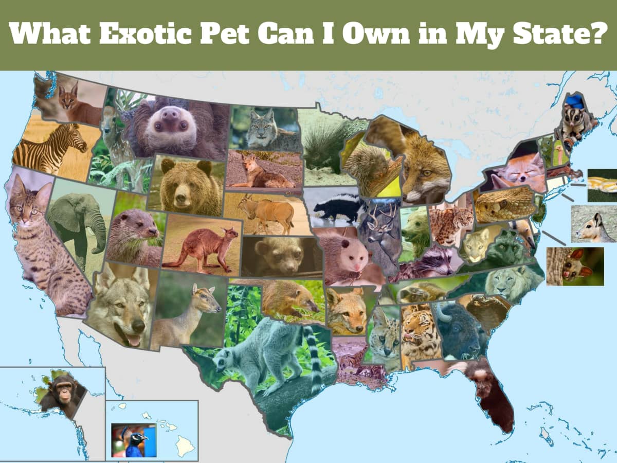 This Exotic Pet Is Legal in Your State - PetHelpful