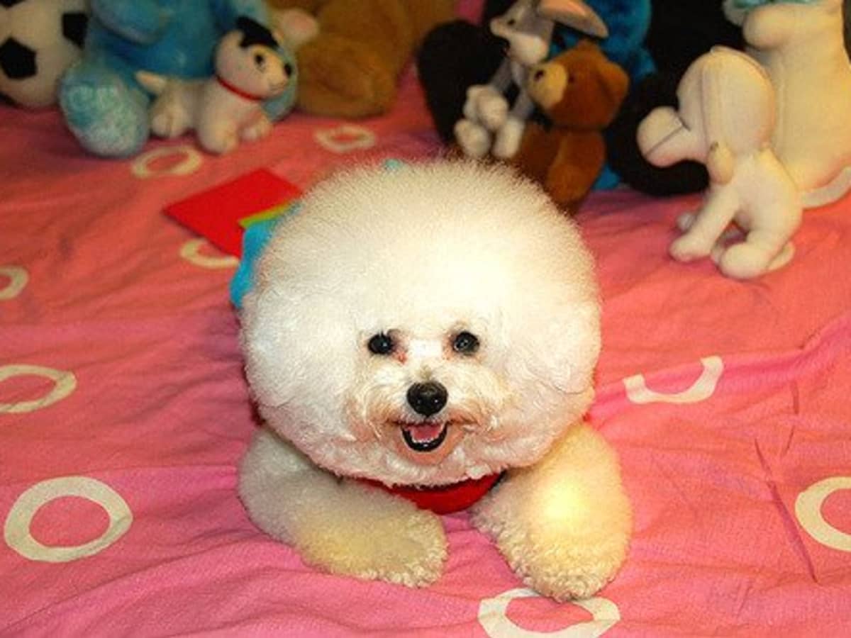 The 5 Sweetest Small and Fluffy Dog Breeds - PetHelpful