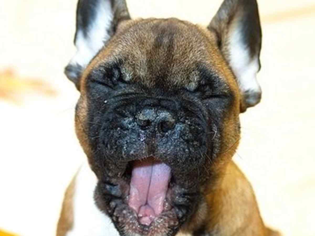 Funny Tv Sitcom Dog Names For Your New Puppy Pethelpful