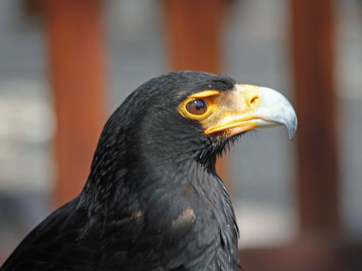 A Guide to Africa's Black Eagle (Verreaux's Eagle) - Owlcation