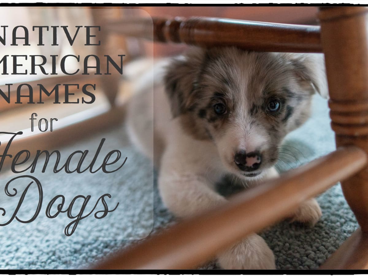 0 Best Native American Names For Female Dogs Pethelpful