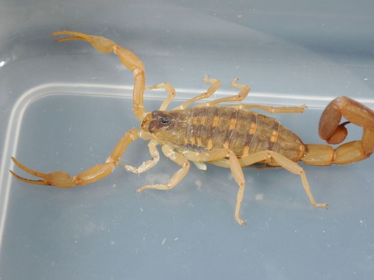 scorpion sting symptoms duration