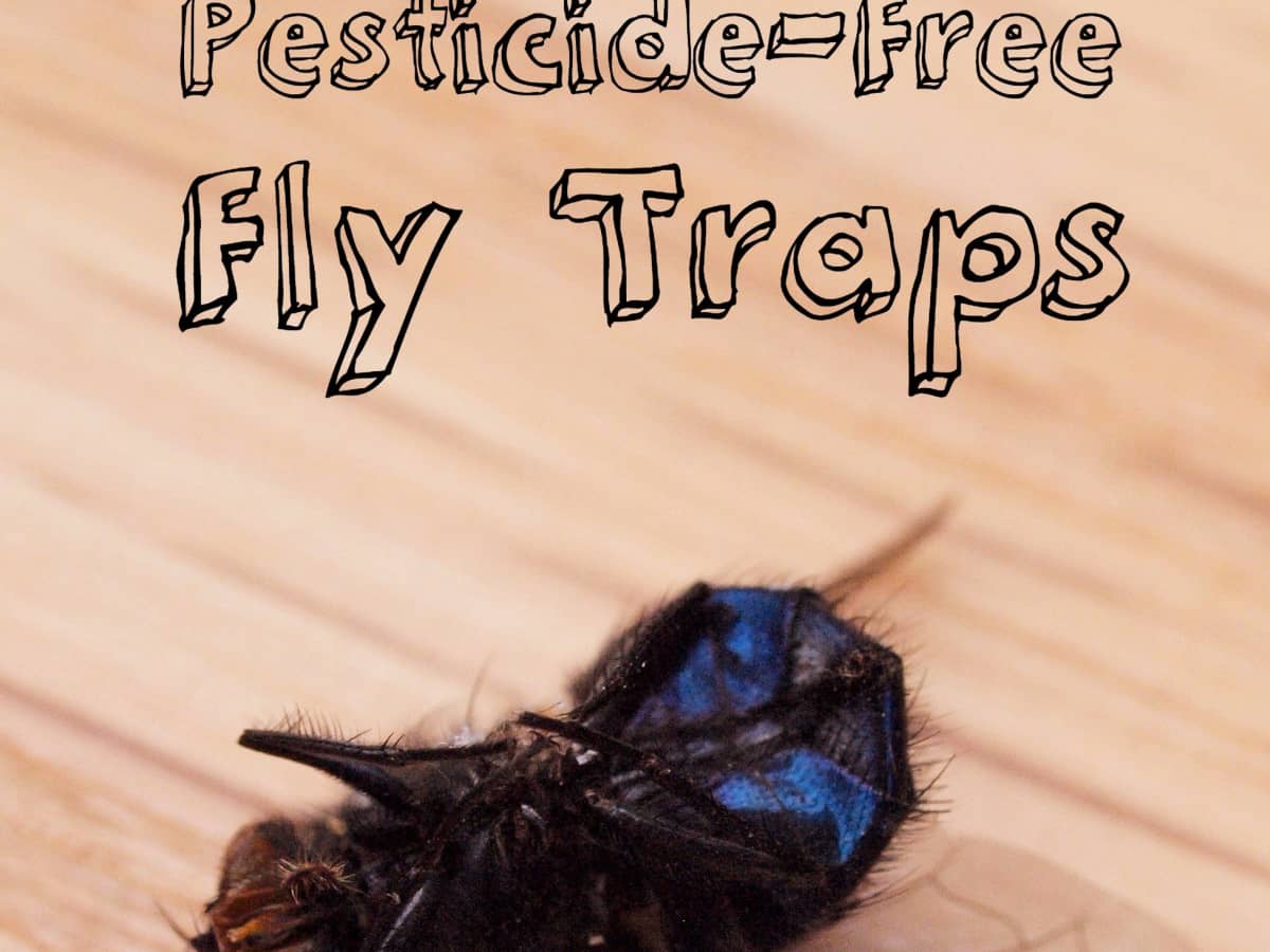 3 Genius Foolproof Fly Traps To Make