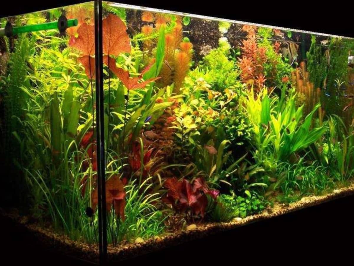 Bloom hvad som helst Necklet Lighting for a Planted Aquarium - PetHelpful